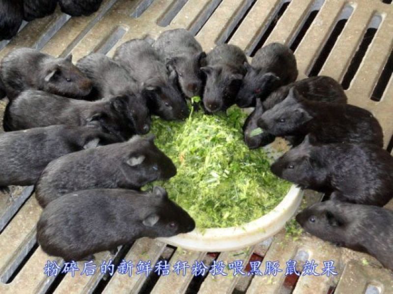 皇竹草种子适口性好新种子新型高产可货到付款