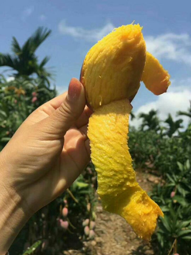 贵妃芒海南贵妃芒中果，3-5两