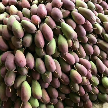 贵妃芒海南贵妃芒中果，3-5两