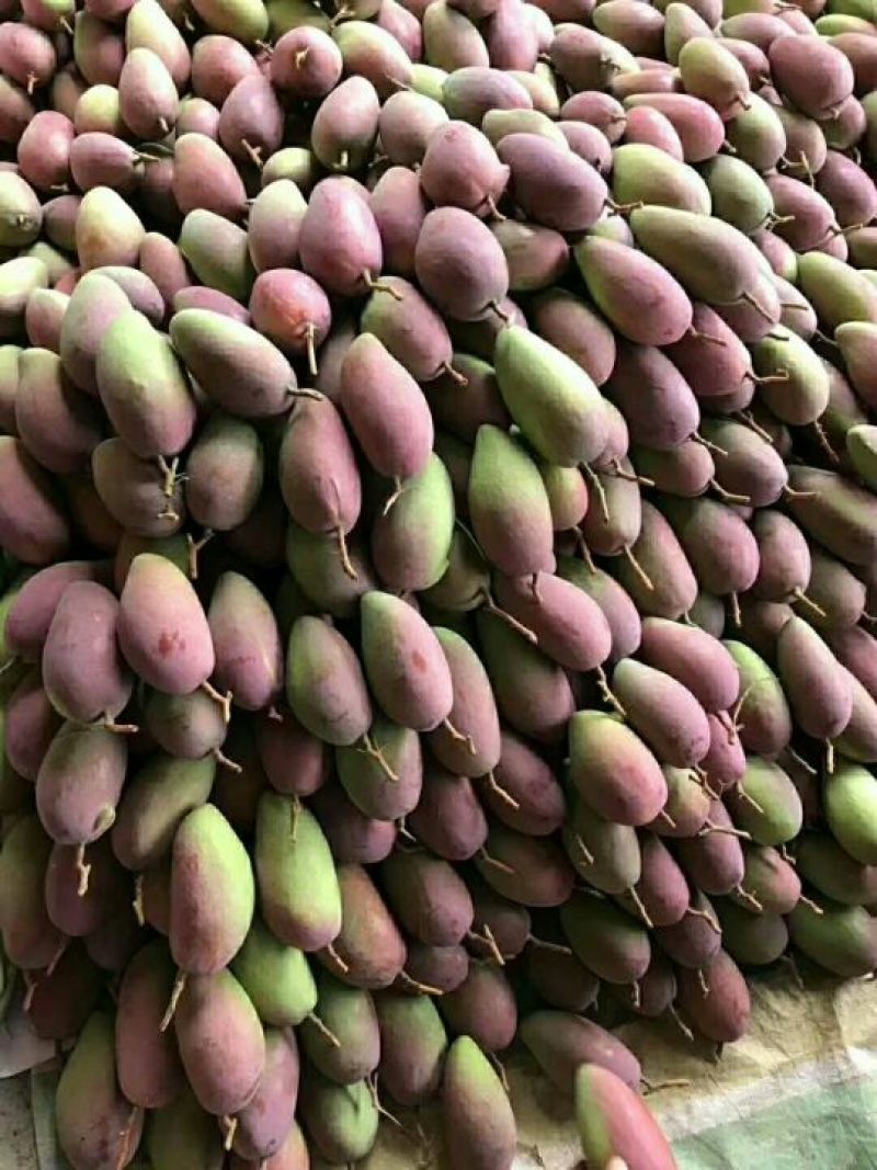 贵妃芒海南贵妃芒中果，3-5两