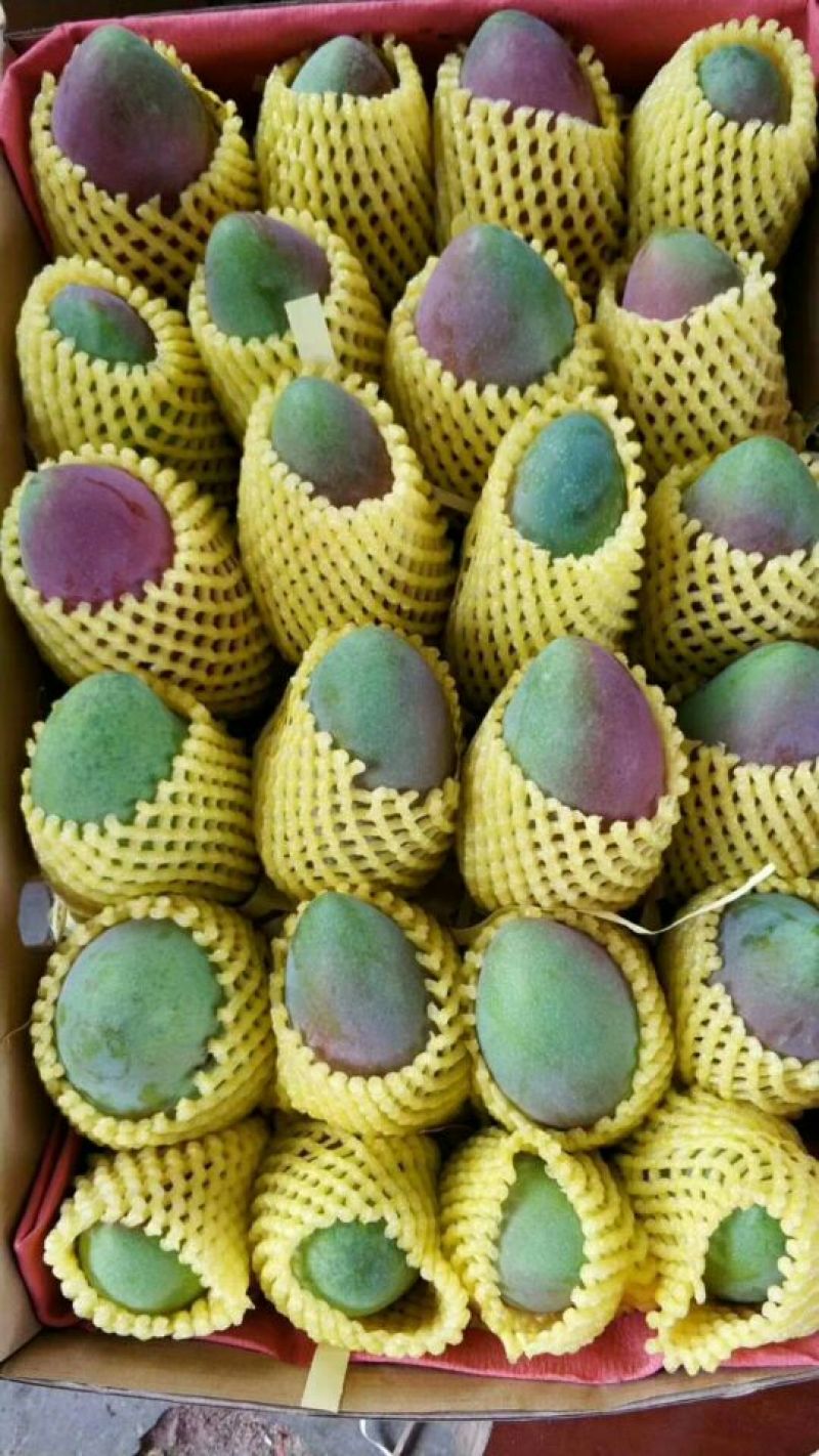 贵妃芒海南贵妃芒中果，3-5两