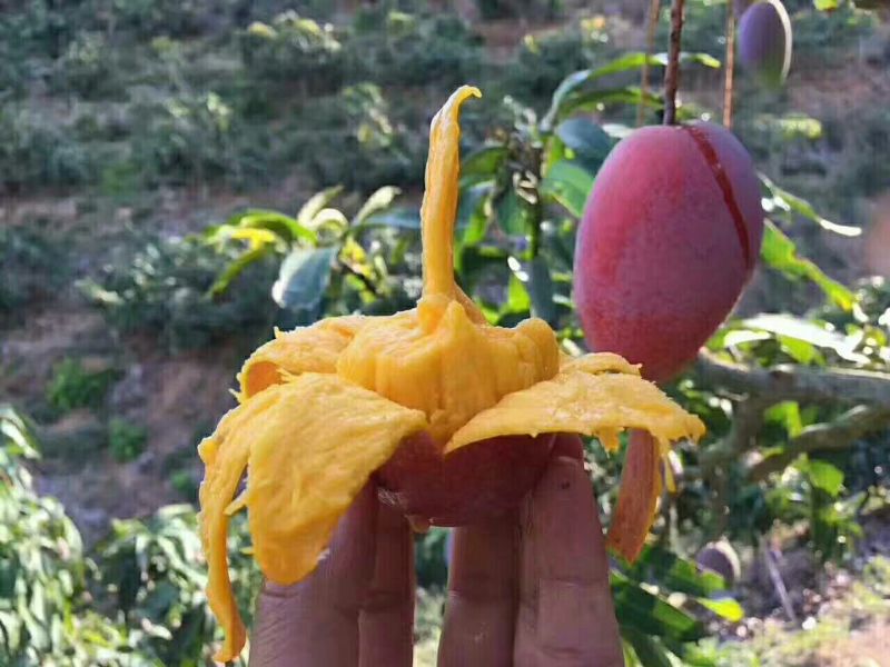 贵妃芒海南贵妃芒中果，3-5两