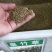 皇竹草种子适口性好新种子新型高产可货到付款