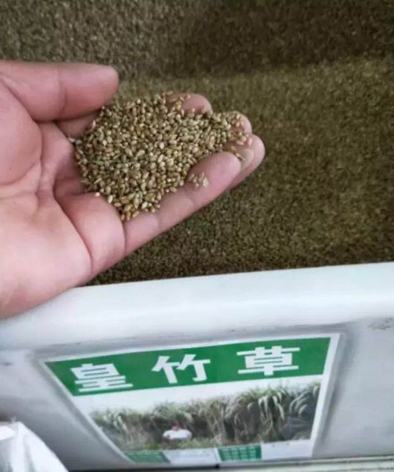 皇竹草种子适口性好新种子新型高产可货到付款