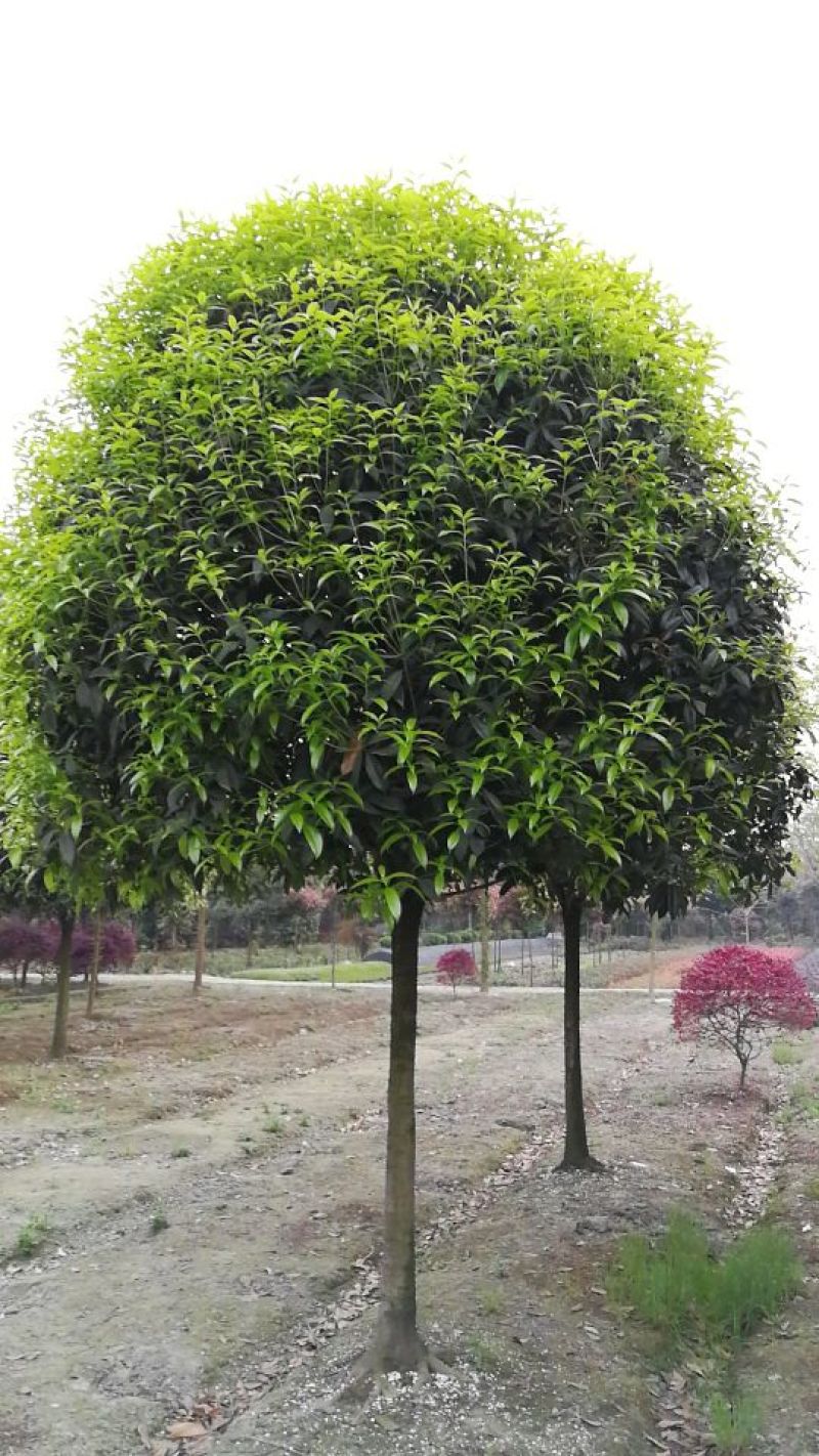 成都高杆桂花树冠2~3米径10~18cm高3.5~4米