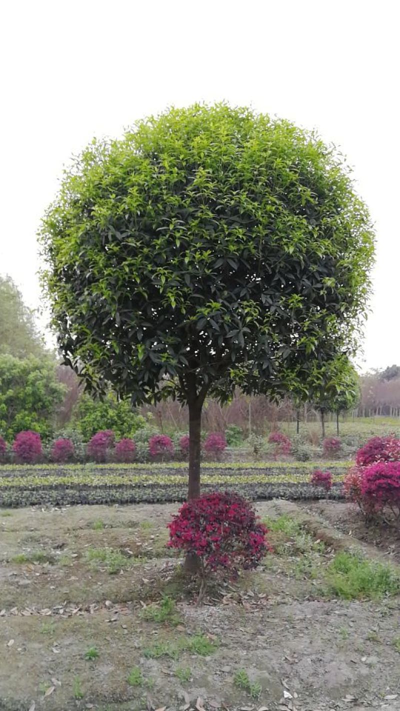 成都高杆桂花树冠2~3米径10~18cm高3.5~4米