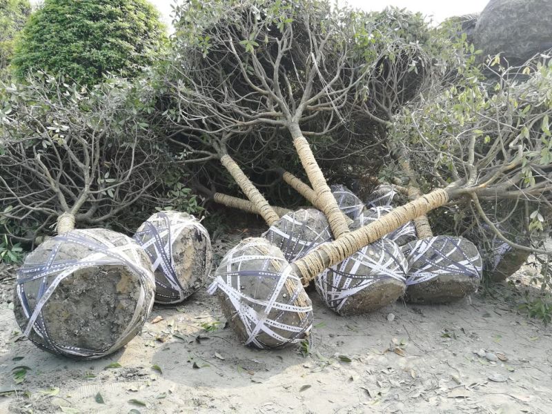 成都高杆桂花树冠2~3米径10~18cm高3.5~4米