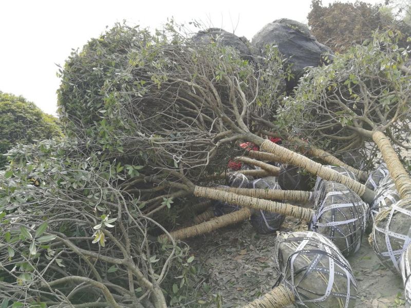 成都高杆桂花树冠2~3米径10~18cm高3.5~4米