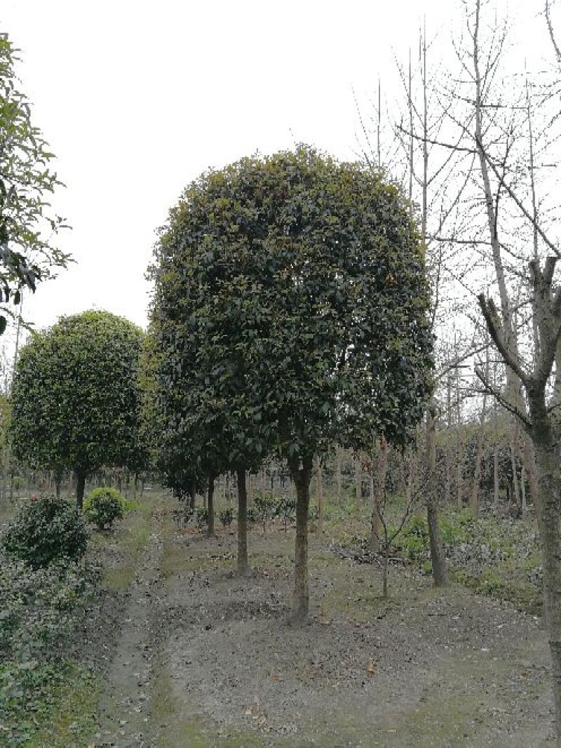 成都高杆桂花树基地提供桂花树价格咨询提供栽种专业知识