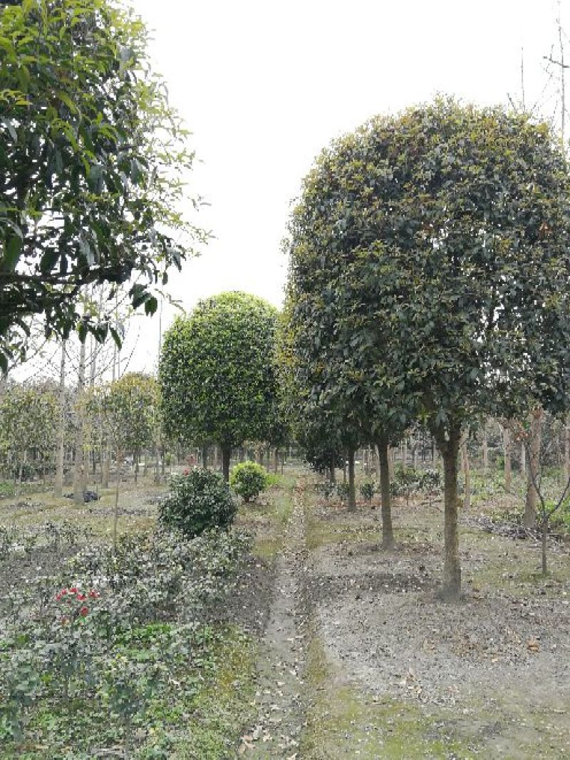 成都高杆桂花树基地提供桂花树价格咨询提供栽种专业知识