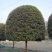 四川成都温江单杆高杆桂花树米径2-20cm