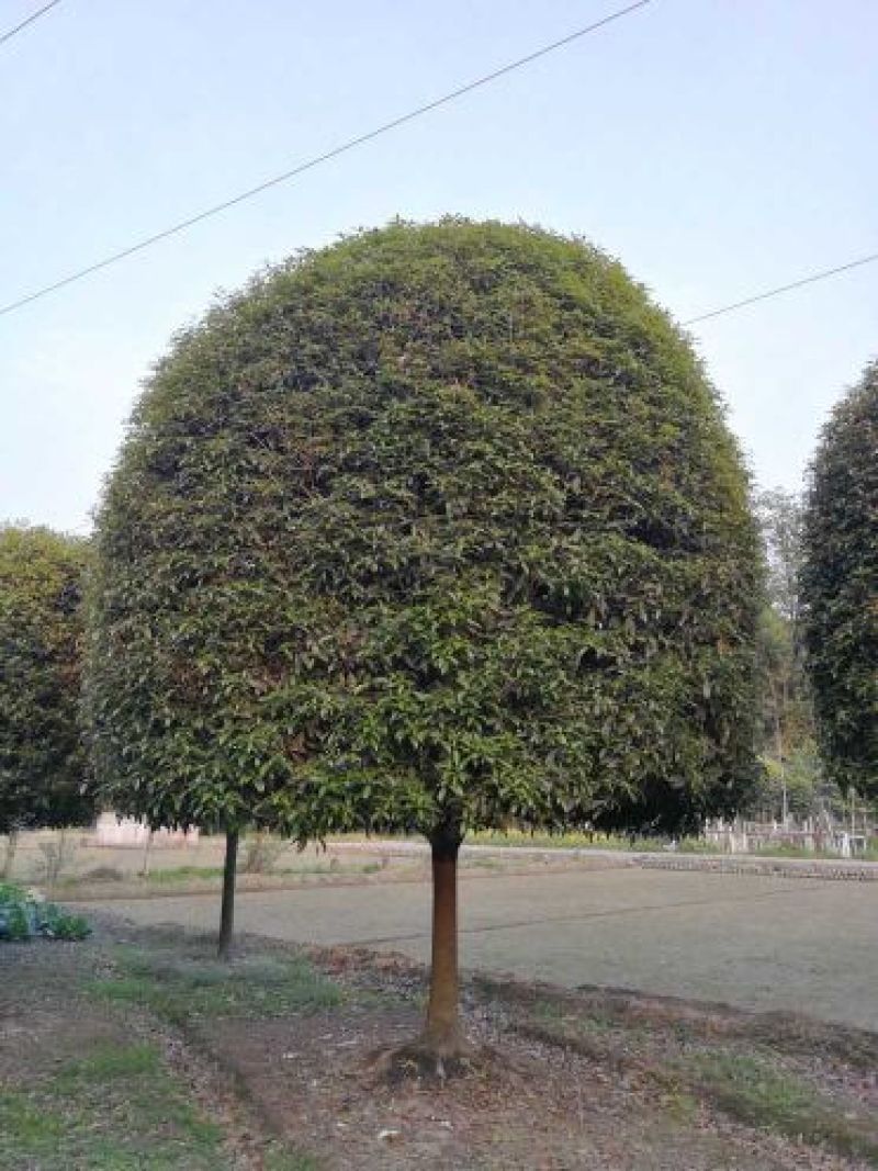 四川成都温江单杆高杆桂花树米径2-20cm