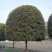 四川成都温江单杆高杆桂花树米径2-20cm
