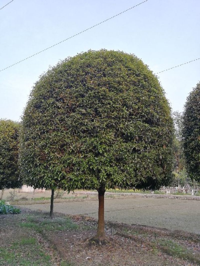 四川成都温江单杆高杆桂花树米径2-20cm