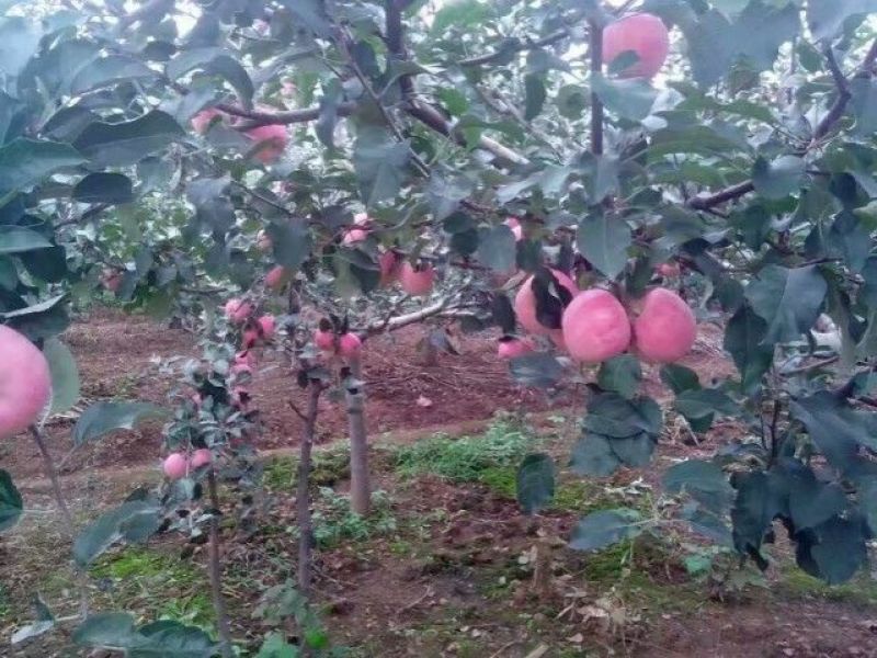 苹果树苗免费提供技术指导