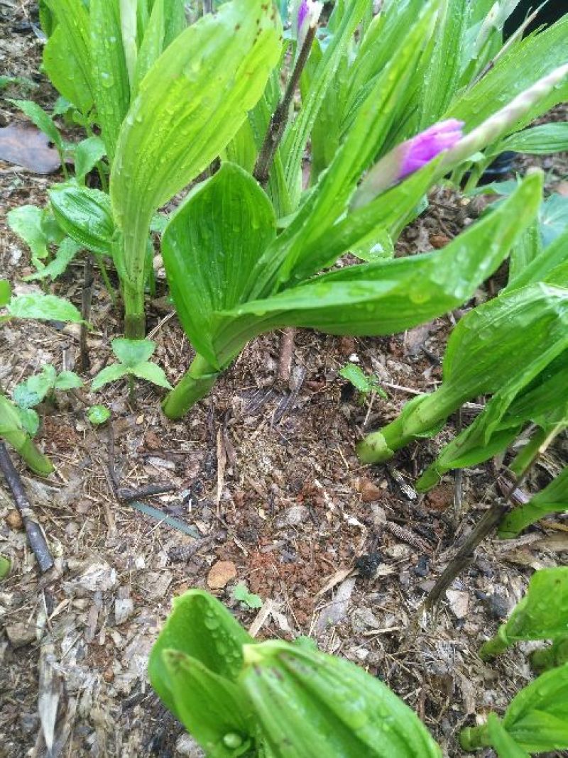 三叉白芨种苗野生三叉白及种苗20cm以下