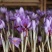 藏红花种球藏红花西红花番红花种球