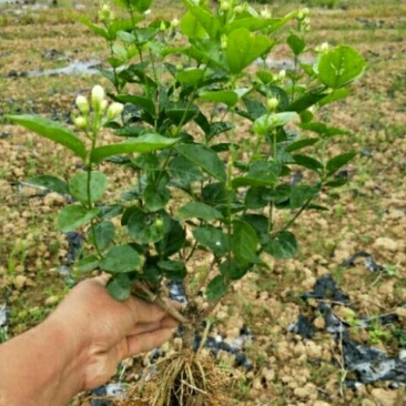 大量批发茉莉花苗精心挑选。