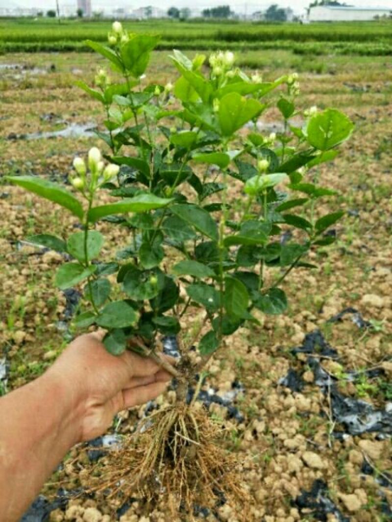 大量批发茉莉花苗精心挑选。