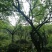 梅树桩10~20cm