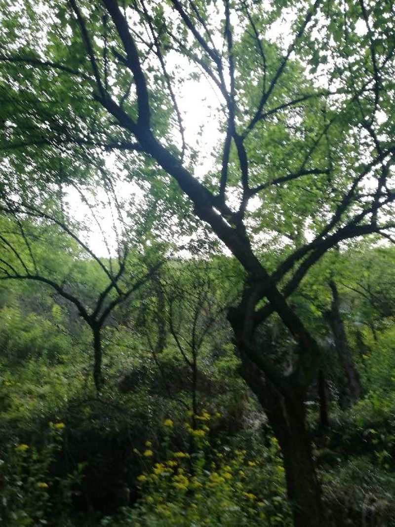 梅树桩10~20cm