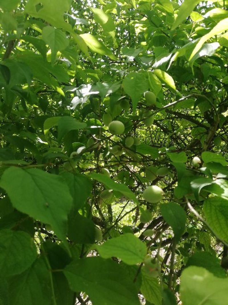 梅树桩10~20cm