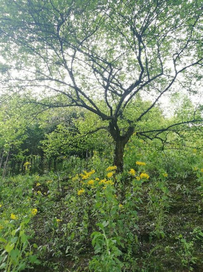 梅树桩10~20cm