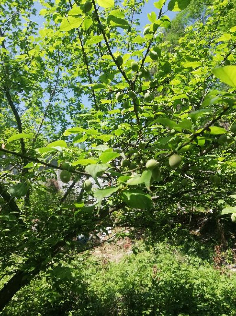梅树桩10~20cm