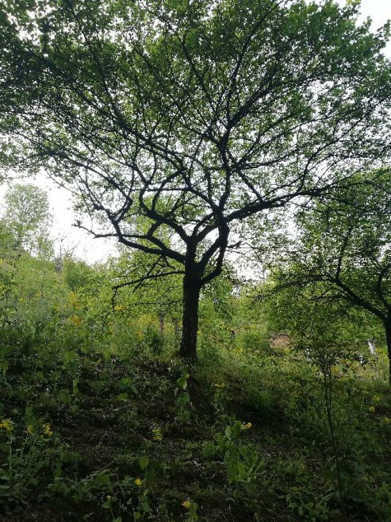 梅树桩10~20cm