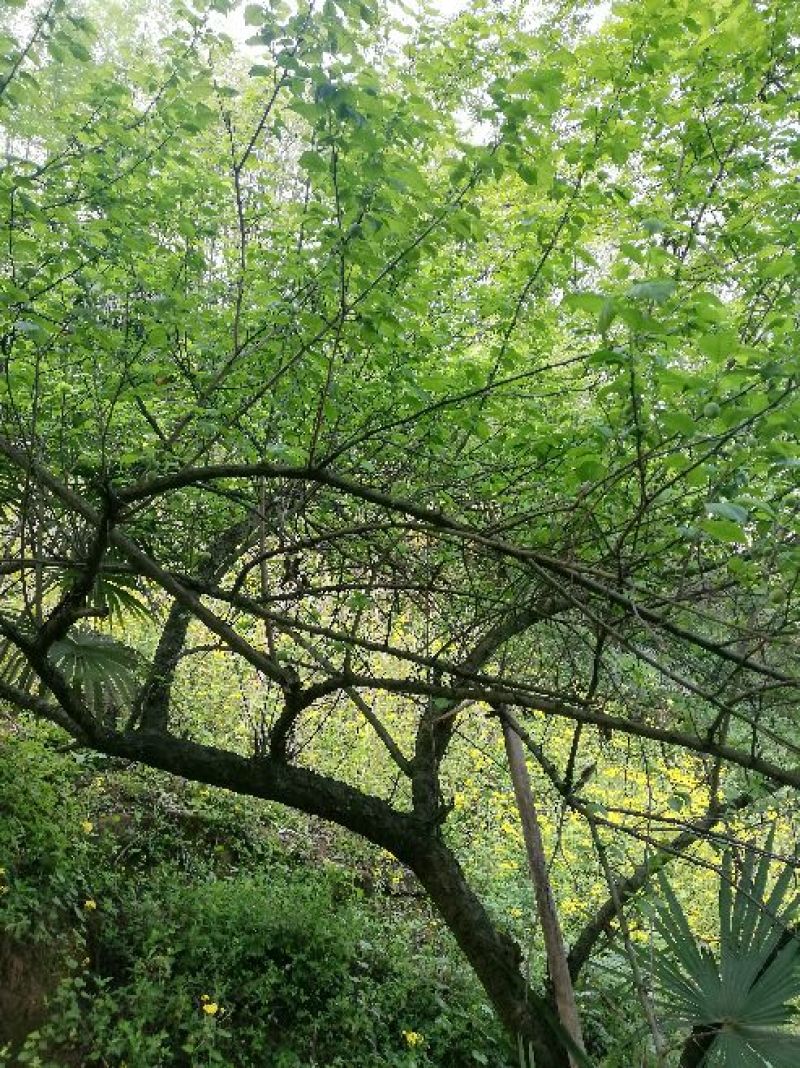 梅树桩10~20cm