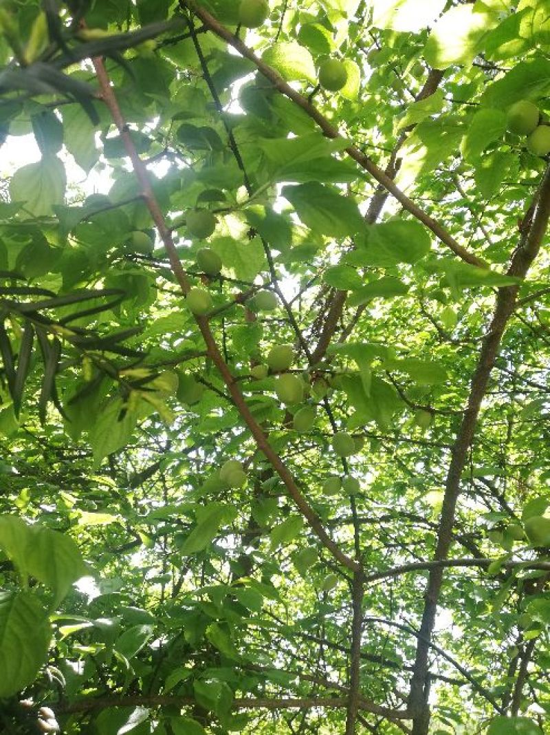 梅树桩10~20cm