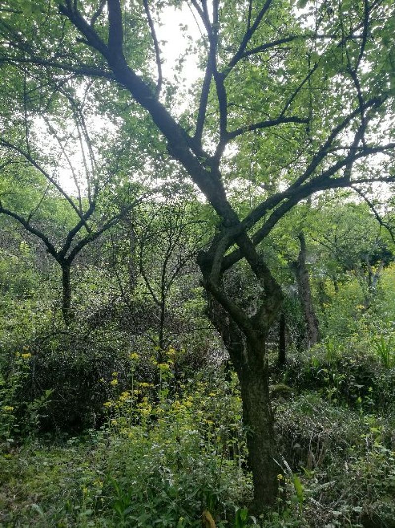 梅树桩10~20cm