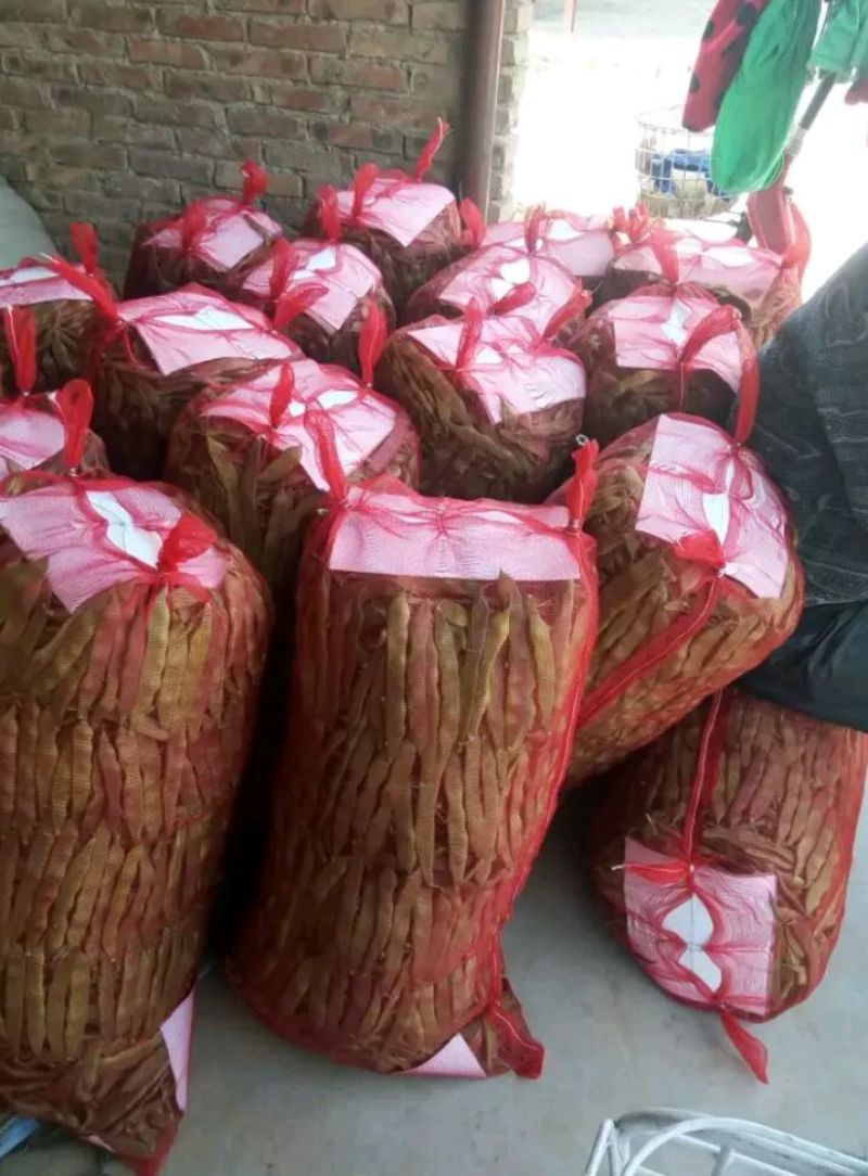 油豆角紫花油豆万亩基地产地直销保质保量