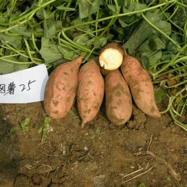 烟薯25商品薯红心3两以上