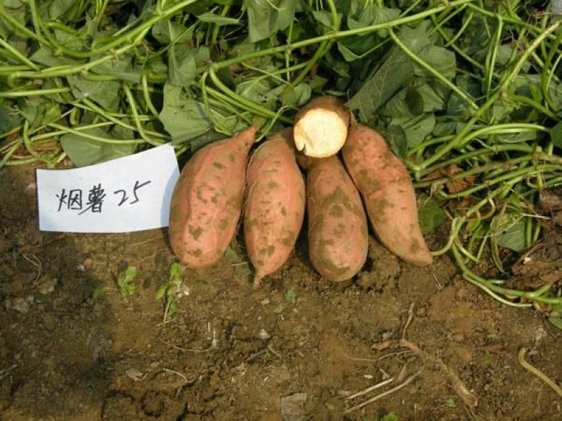 烟薯25商品薯红心3两以上