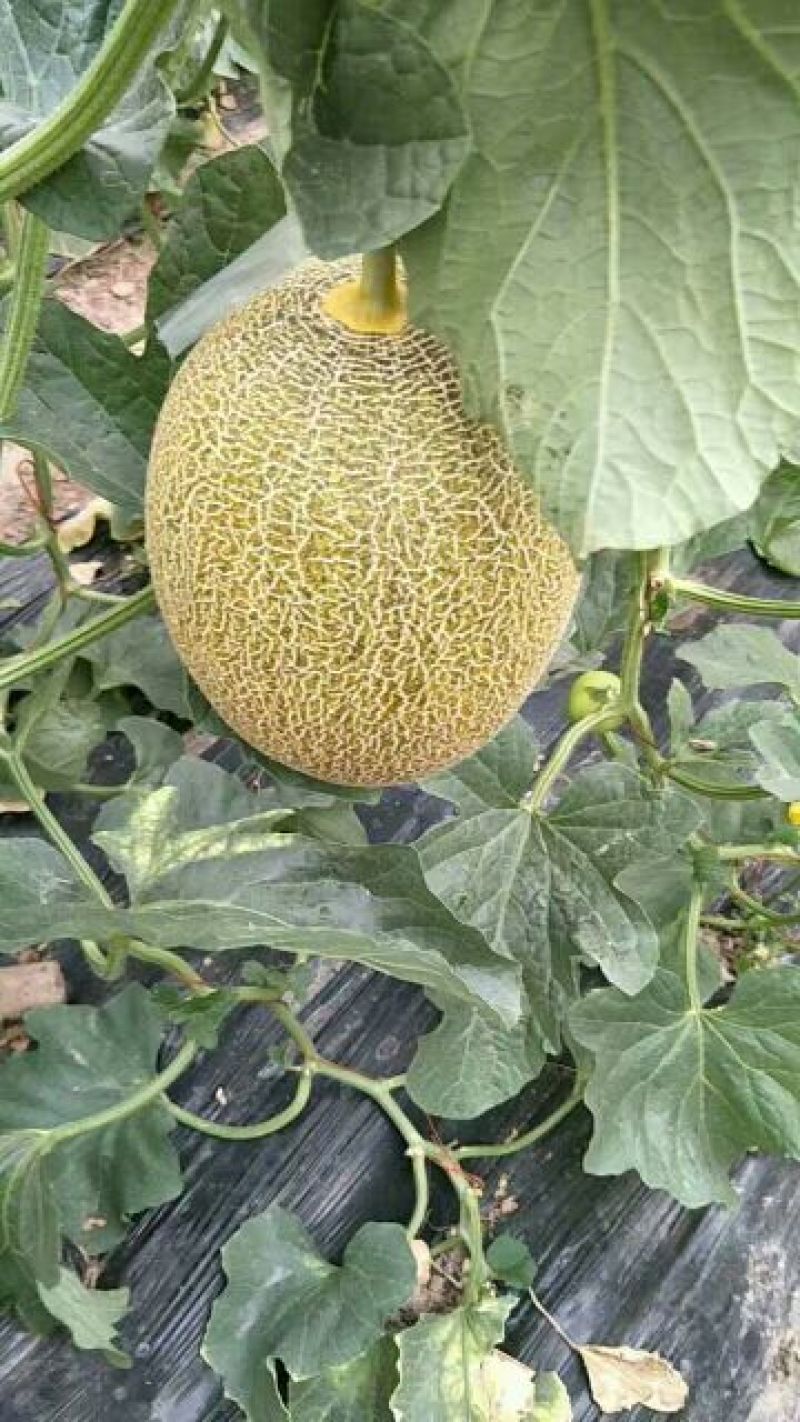 西州蜜瓜3斤以上长圆形