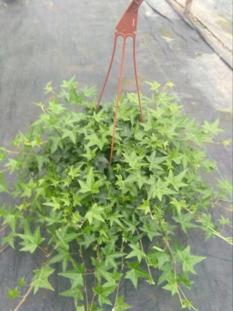 常春藤盆花带盆栽好30cm以下