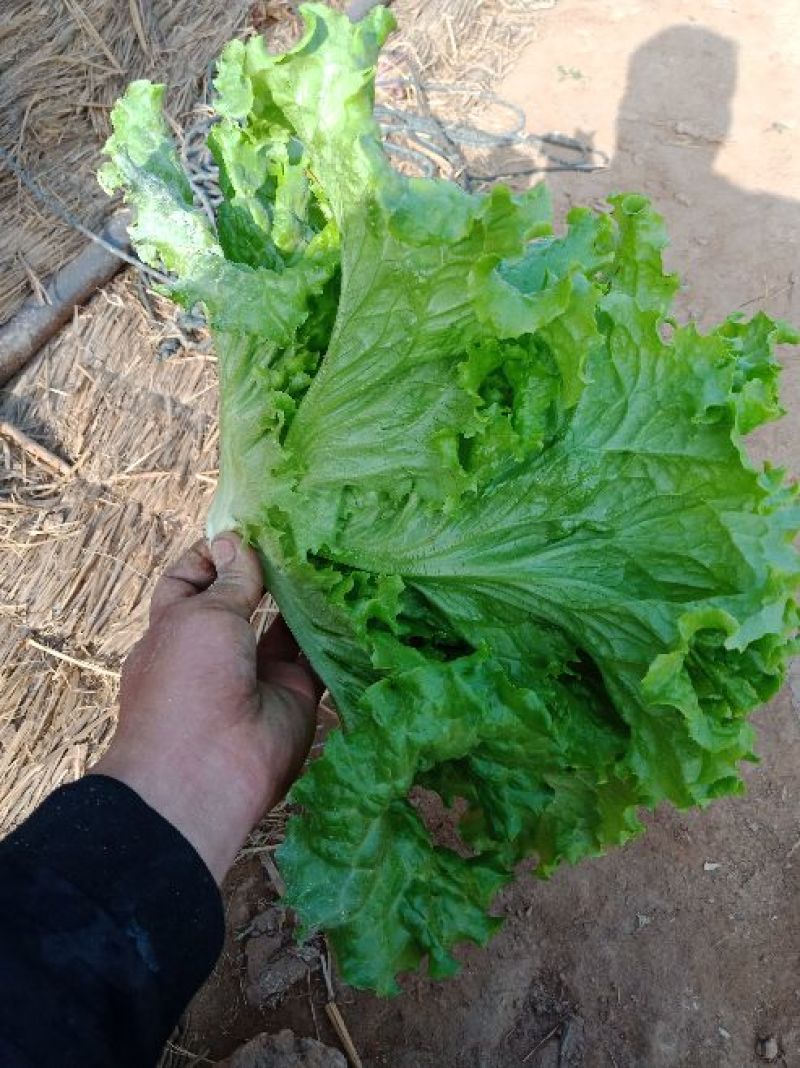 精品青黄叶生菜产地直供可根据客户需求提供包装