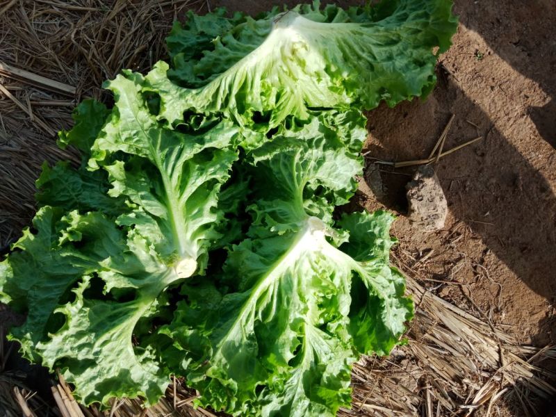 精品青黄叶生菜产地直供可根据客户需求提供包装