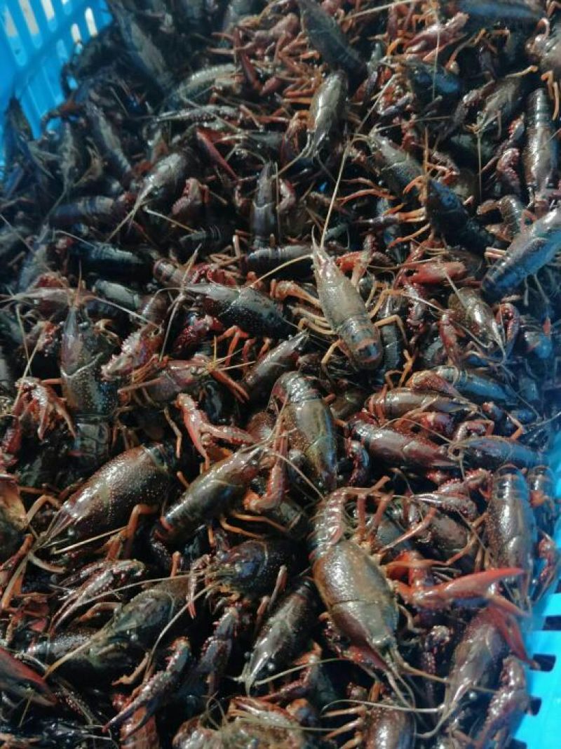 大龙虾8~12只/kg
