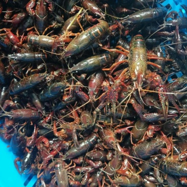 大龙虾8~12只/kg