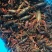 大龙虾8~12只/kg