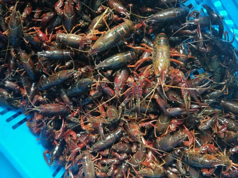 大龙虾8~12只/kg