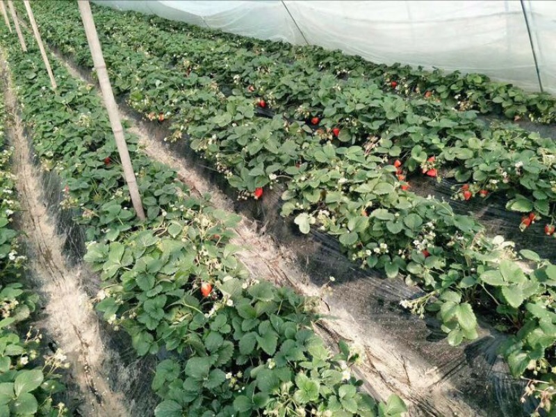 甜查理草莓苗十五年种植经验/免费提供种植技术