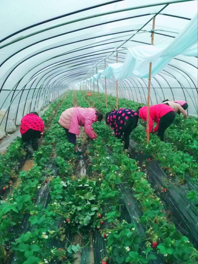 甜查理草莓苗十五年种植经验/免费提供种植技术