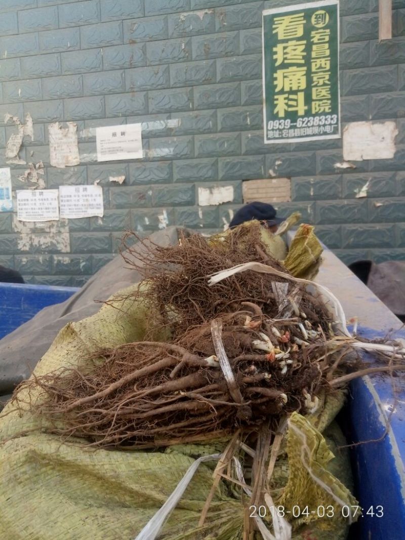 当归苗