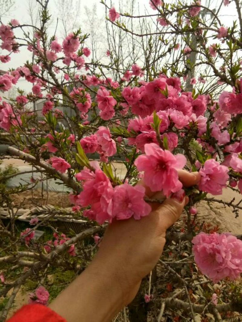 桃树盆景10cm以下