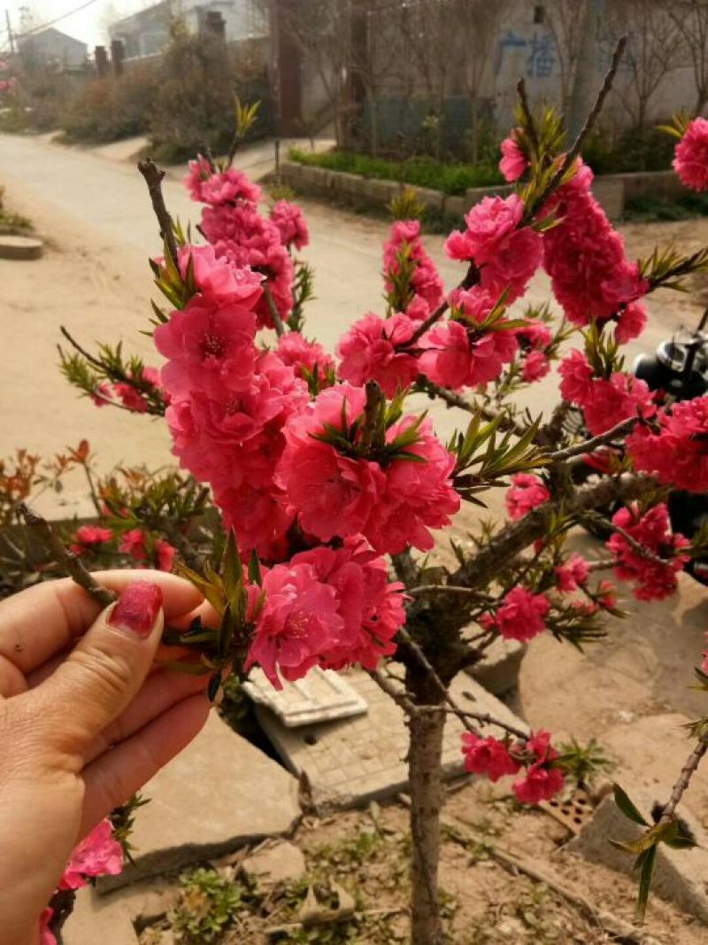 桃树盆景10cm以下