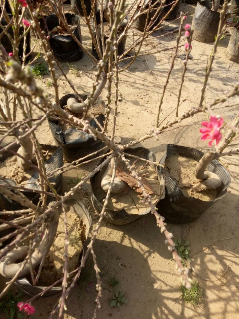 桃树盆景10cm以下