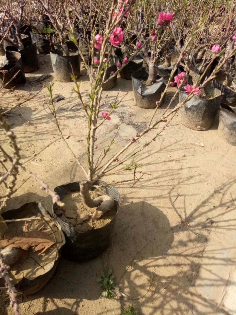 桃树盆景10cm以下